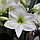 Амариліс (Гіпеаструм) white 24/26, фото 3