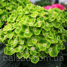 Гортензія Грін Клауд / С2 / Hydrangea macrophylla Green Cloud, фото 4