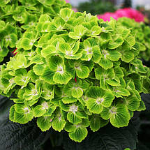 Гортензія крупнолиста Грін Клауд / Р12 / Hydrangea Green Cloud, фото 3