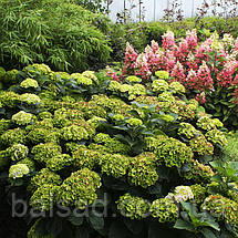 Гортензія Грін Клауд / С2 / Hydrangea macrophylla Green Cloud, фото 5