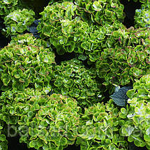 Гортензія Грін Клауд / С2 / Hydrangea macrophylla Green Cloud, фото 6