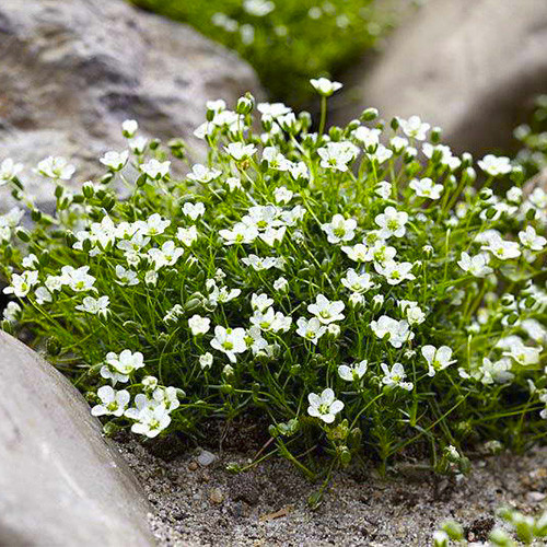 Саджанці Моховинки шиловидної Блек Мосс (Мшанка) (Sagina subulata Black Moss) P9, фото 1