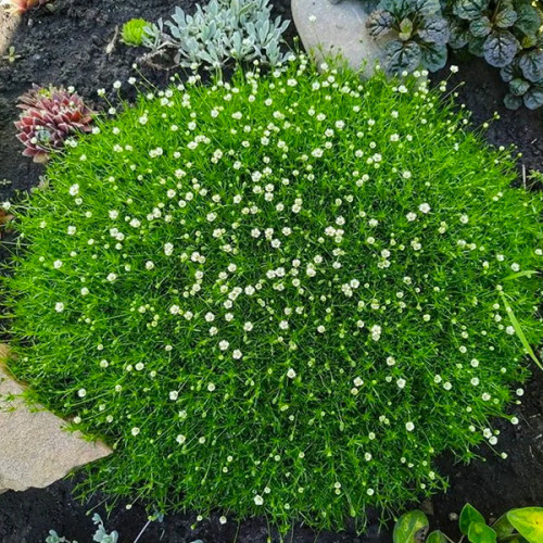 Саджанці Моховинка шиловидної Грін Мосс (Мшанка) (Sagina subulata Green Moss) P9, фото 1