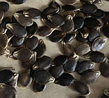 Насіння гарбуза фіголистого фіцефалія 5 шт., фото 3