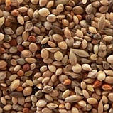 Ласощі для гризунів і папуг Чумиза  в зернах, 150 гр, фото 3