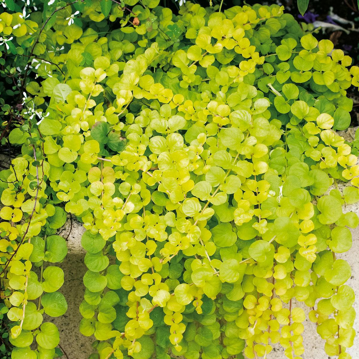 Саджанці Вербейника монетчатого жовтого (Монетниця) (Lysimachia nummularia)