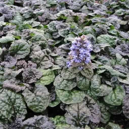 Саджанці Живучки повзучої Металіка Кріспа (Ajuga reptans Metallica Crispa)