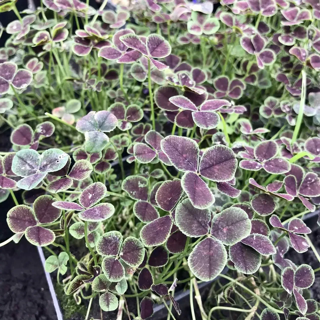 Саджанці Конюшини Дарк Дансер Вайт (Trifolium Dark Dancer White)