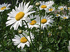 Саджанці Ромашки Садової (Leucanthemum) P9, фото 2