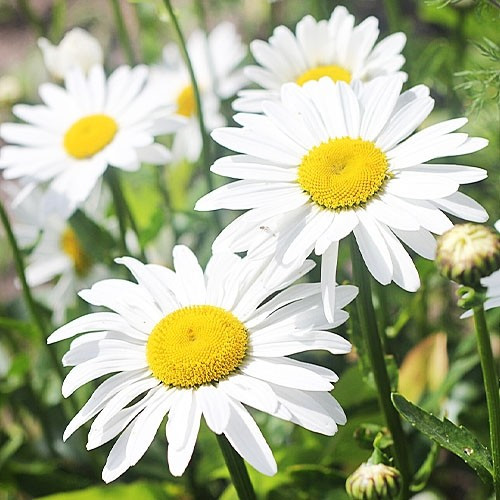 Саджанці Ромашки Садової (Leucanthemum)