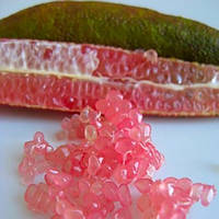 Лайм Фингер Красный (lime Finger Pink Ice) 35-40 см.ПРИВИТЫЙ Комнатный