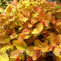 Спірея японська Зен Спіріт Карамель / Spiraea Zen Spirit Caramel, фото 4