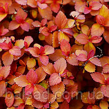 Спірея японська Зен Спіріт Карамель / Spiraea Zen Spirit Caramel, фото 6