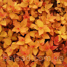 Спірея японська Зен Спіріт Карамель / Spiraea Zen Spirit Caramel, фото 5