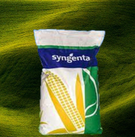 Насіння кукурудзи СІ Аладіум, ФАО 280, Syngenta