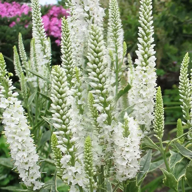 Саджанці Вероніки довговолосистої Шарлот (Veronica longifolia Charlotte) P9