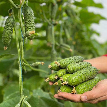 Насіння огірка Ронелл / Ronell F1, 500 насіння — ультраранній, партенокарпічний, Enza Zaden, фото 1