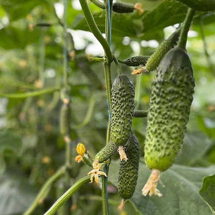 Насіння огірка Ронелл / Ronell F1, 500 насіння — ультраранній, партенокарпічний, Enza Zaden, фото 2