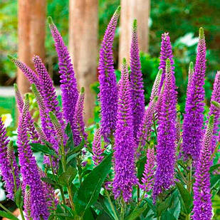 Саджанці Вероніки Ферст Матч (Veronica First Match) P9