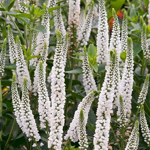 Саджанці Вероніки Ферст Леді (Veronica First Lady) P9