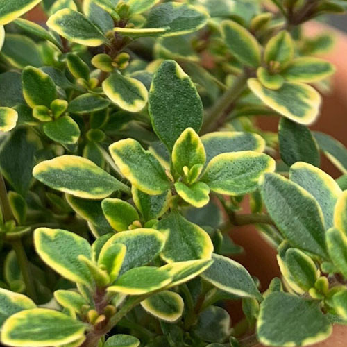 Саджанці Чебрецю (Тимьяну) Голден Лемон (Thymus Golden Lemon) P9, фото 1