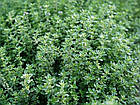Саджанці Чебрецю (Тимьяну) Фредо (Thymus Fredo) P9, фото 2