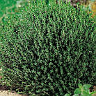 Саджанці Чебрецю (Тимьяну) Фредо (Thymus Fredo) P9, фото 3