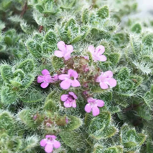 Саджанці Чебрецю (Тимьяну) Псевдоланугіносус (Thymus Pseudolanuginosus) P9