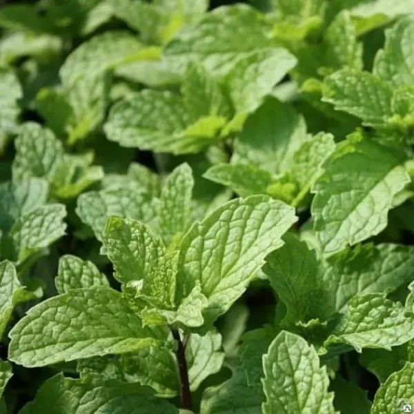 Саджанці М'яти Мохіто (Mentha nemorosa Mokhito / Mojito) P9, фото 1