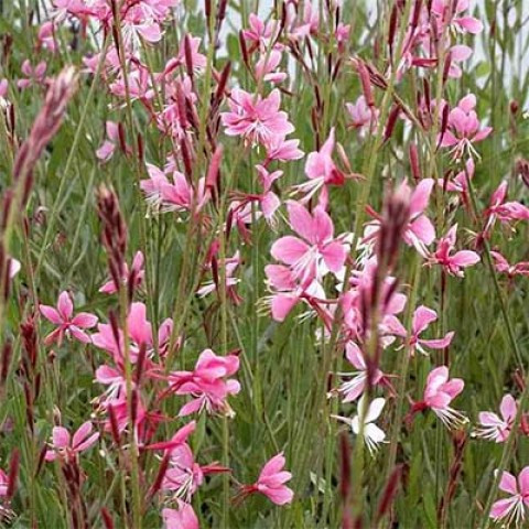 Саджанці Гаури Сіскію Пінк (Gaura Siskiyou Pink) P9, фото 1