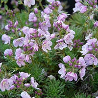 Саджанці Вероніки Лежачої (Veronica Prostrata)