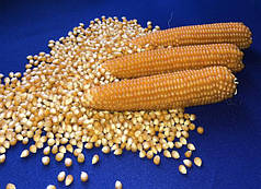 Насіння кукурудзи попкорн Естрела F1 (Estrella F1) Spark Seeds 2500