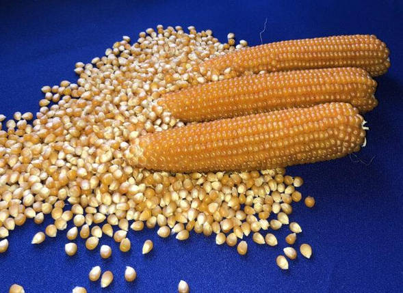 Насіння кукурудзи попкорн Естрела F1 (Estrella F1) Spark Seeds 2500, фото 1
