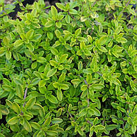 Саджанці Чебрецю (Тимьяну) Ауреус (Thymus Aureus)