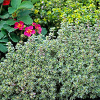 Саджанці Чебрецю (Тимьяну) Сільвер (Thymus Silver)