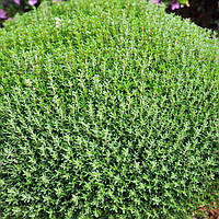 Саджанці Чебрецю (Тимьяну) Фредо (Thymus Fredo)