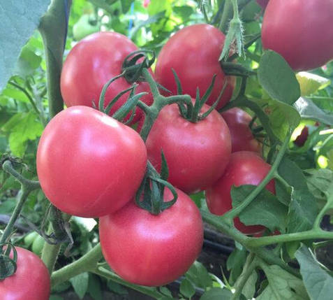 Насіння томату Пінк Світнес F1 (Pink Svitnes F1) Spark Seeds 500, фото 1