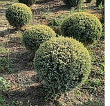 Ялівець звичайний Голд Кон (Juniperus communis Gold Cone) 80-100 cm. (формовані), фото 2