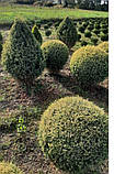 Ялівець звичайний Голд Кон (Juniperus communis Gold Cone) 80-100 cm. (формовані), фото 6