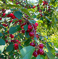 Вишня Норд Стар — Купить Недорого на Bigl.ua (1746995089)