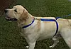 Повідець для собак The Instant Trainer leash понад 30 кг, Шлейка для великих собак, фото 10