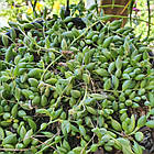 Саджанці Хрестовника Херре (Senecio Herreianus) P9, фото 2