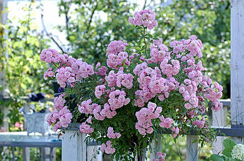 " Хавенлі пінк " на штамбі