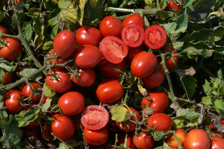 Насіння томату 1015 F1 Spark Seeds 500