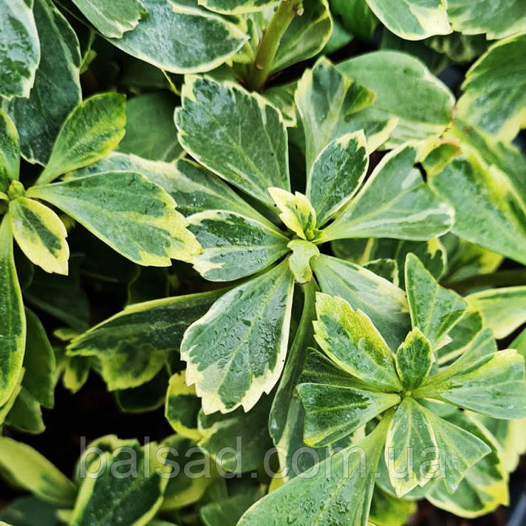 Пахізандра Варієгата / Р9 / Pachysandra Variegata