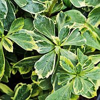 Пахизандра Вариегата / Pachysandra Variegata / С2