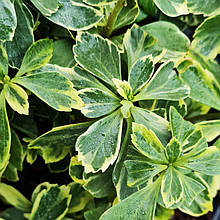 Пахізандра Варієгата / Pachysandra Variegata / С2