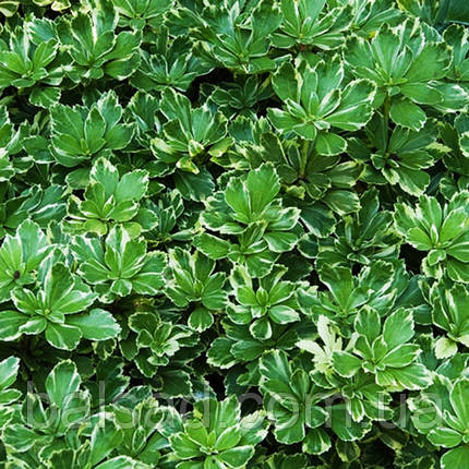 Пахізандра Варієгата / Р9 / Pachysandra Variegata, фото 3