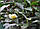 Чай (Camellia sinensis) 60-70 см. Кімнатний, фото 4