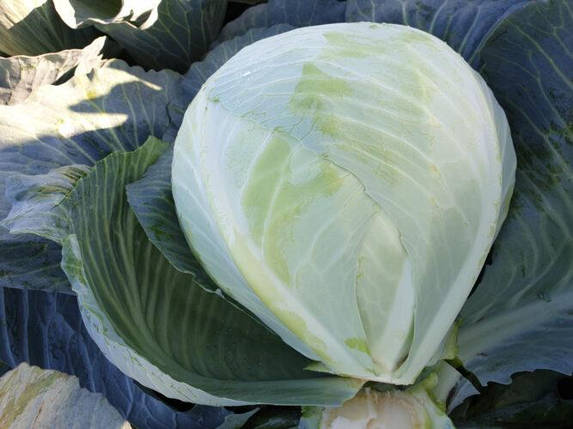 Насіння білокачанної капусти Баланс F1 (Balans F1) Spark Seeds 2500, фото 1